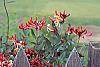 Lonicera sempervirens flowers