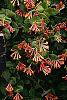 Lonicera sempervirens flowers