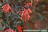 Lonicera sempervirens 'Cedar Lane' flowers