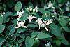 Lonicera tatarica flowers