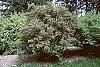 Lonicera tatarica 'Arnold Red' habit