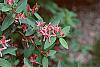 Lonicera tatarica 'Arnold Red' flowers