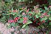 Lonicera tatarica 'Arnold Red' flowers