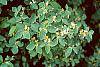 Lonicera x xylosteoides 'Clavey's Dwarf' leaves