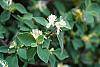 Lonicera x xylosteoides 'Clavey's Dwarf' flowers