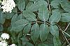 Sambucus canadensis leaves