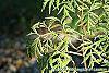 Sambucus canadensis 'Actutiloba' leaves