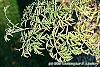 Sambucus canadensis 'Actutiloba' leaves