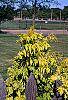 Sambucus canadensis 'Sutherland Gold' leaves