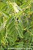 Sambucus caerulea leaves