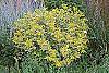 Sambucus nigra 'Madonna' habit