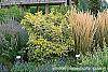 Sambucus nigra 'Madonna' habit