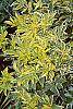 Sambucus nigra 'Madonna' leaves