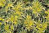 Sambucus nigra 'Madonna' leaves