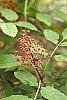 Sambucus pubens fruit