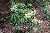 Sambucus racemosa ssp. pubens flowers