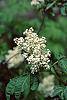Sambucus racemosa ssp. pubens flowers
