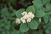 Viburnum burejaeticum flowers