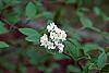 Viburnum burkwoodii flowers