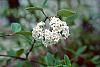 Viburnum burkwoodii flowers