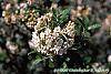 Viburnum x burkwoodii 'Conoy' flowers