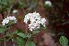 Viburnum carlesii flowers