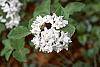 Viburnum carlesii flowers
