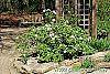 Viburnum carlesii 'Compactum'