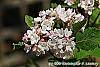 Viburnum carlesii 'Compactum' flowers
