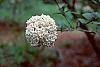 Viburnum x carlcephalum flowers