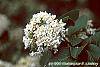 Viburnum x carlcephalum flowers