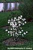 Viburnum x carlcephalum 'Cayuga' habit