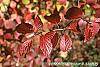 Viburnum dentatum fall color