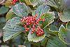 Viburnum dilatatum 'Erie' fruit