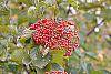 Viburnum dilatatum 'Erie' fruit