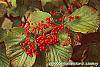 Viburnum dilatatum 'Erie' fruit