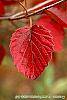 Viburnum dentatum 'Morton' fall color