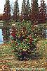Viburnum dilatatum 'Asian Beauty' habit