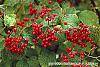 Viburnum dilatatum 'Asian Beauty' fruit
