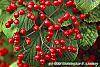 Viburnum dilatatum 'Asian Beauty' fruit