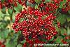 Viburnum dilatatum 'Asian Beauty' fruit