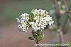 Viburnum farreri 'Album' flowers