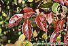 Viburnum x jackii