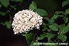 Viburnum x juddii flowers