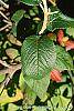 Viburnum lantana 'Macrophyllum' leaves