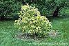 Viburnum lantana var. variegatum habit