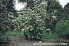 Viburnum lentago habit