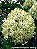 Viburnum lentago flowers