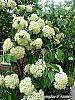 Viburnum lentago flowers
