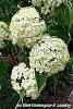 Viburnum lentago flowers